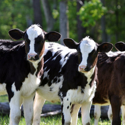 Livestock Feed & SuppliesDairy cows