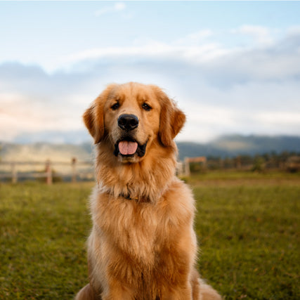 Pet Food & SuppliesDog on farm