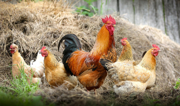 Giving Your Chickens a Dust Bath