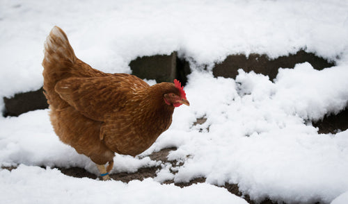 How to Prepare Your Chickens For Winter