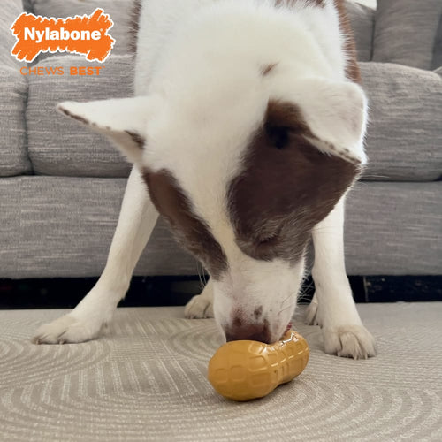 Nylabone Strong Chew Fillable Peanut Dog Toy (Medium/Wolf - Up to 35 lbs.)