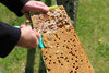 Mann Lake Bee Uncapping Scratcher (1.90 x 3.40 x 8.00 inches)