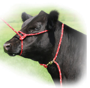 Sullivan Supply Rope Halter