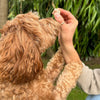 Animals Like Us Dog Treats Cage-Free Chicken Liver