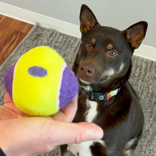 KONG AirDog Squeaker Knobby Ball  Dog Toy