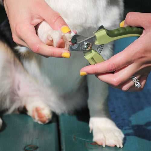 Coastal Pet Products Safari Professional Dog Nail Trimmer (Large)