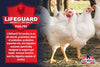 Kalmbach Feeds 20% Organic Chick and Meatbird Starter Grower (Crumble)