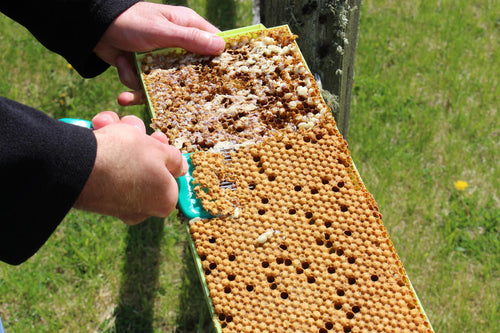 Mann Lake Bee Uncapping Scratcher