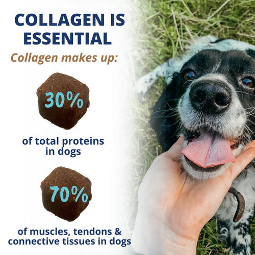 Under the Weather Collagen Chews for Dogs