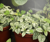 Miracle LED Hydroponic Ultra-Grow Full Spectrum Daylight Grow Light Replace 150W