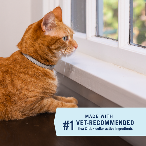 PetArmor® Extend™ Flea & Tick Collar