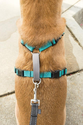 PetSafe 3 in 1 Teal Dog Harness