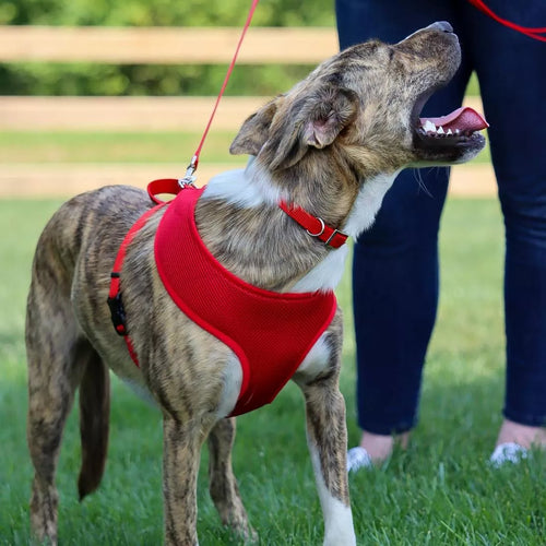 Coastal Pet Products Comfort Soft Adjustable Mesh Dog Harness