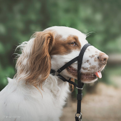 Walk 'n Train! Dog Head Halter (XLG)